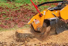Best Tree Removal  in Fairview, CA