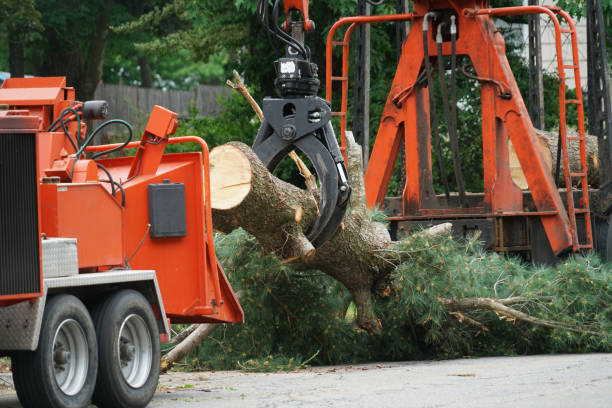 How Our Tree Care Process Works  in  Fairview, CA